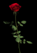 For you ~